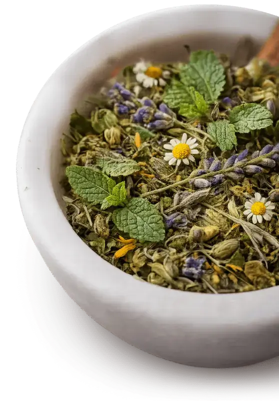 Accompagnement en herboristerie avec des conseils personnalisés par les plantes